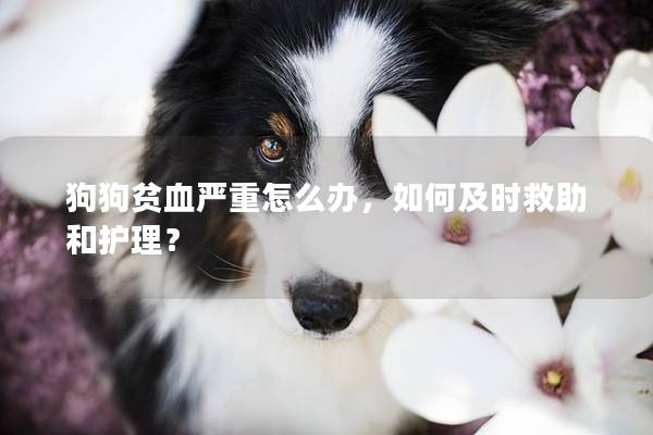 狗狗贫血严重怎么办，如何及时救助和护理？