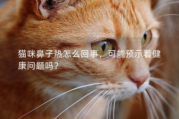 猫咪鼻子热怎么回事，可能预示着健康问题吗？