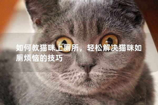 如何教猫咪上厕所，轻松解决猫咪如厕烦恼的技巧