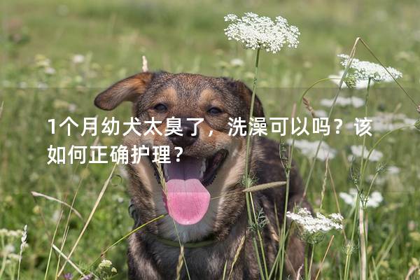 1个月幼犬太臭了，洗澡可以吗？该如何正确护理？