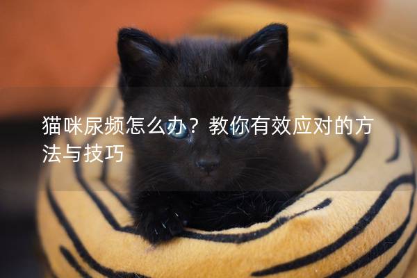 猫咪尿频怎么办？教你有效应对的方法与技巧