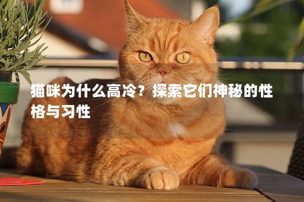 猫咪为什么高冷？探索它们神秘的性格与习性