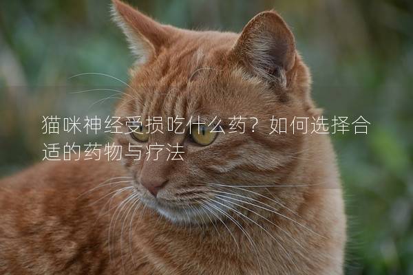 猫咪神经受损吃什么药？如何选择合适的药物与疗法