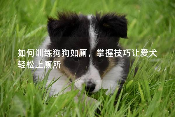 如何训练狗狗如厕，掌握技巧让爱犬轻松上厕所