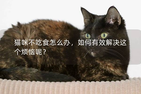 猫咪不吃食怎么办，如何有效解决这个烦恼呢？