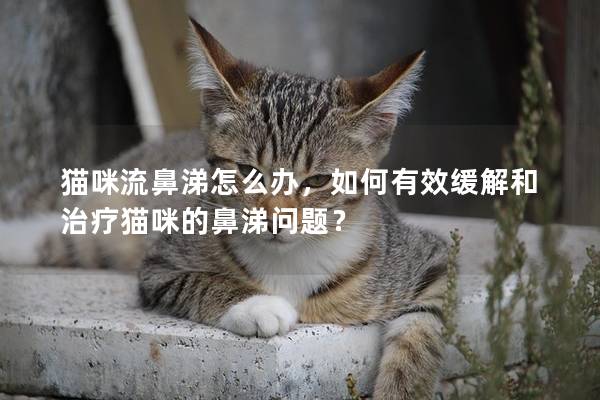 猫咪流鼻涕怎么办，如何有效缓解和治疗猫咪的鼻涕问题？