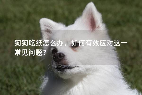 狗狗吃纸怎么办，如何有效应对这一常见问题？