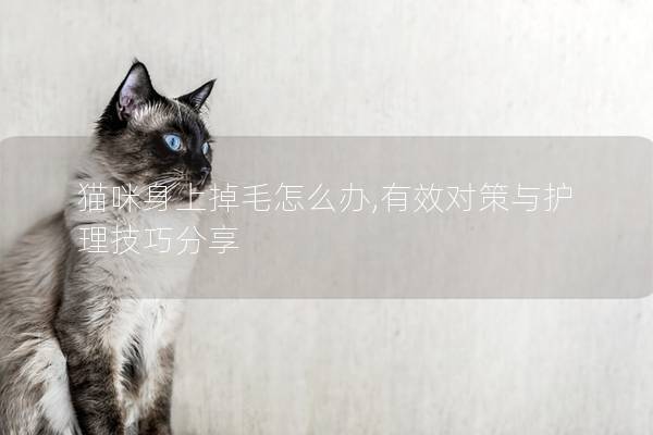 猫咪身上掉毛怎么办,有效对策与护理技巧分享