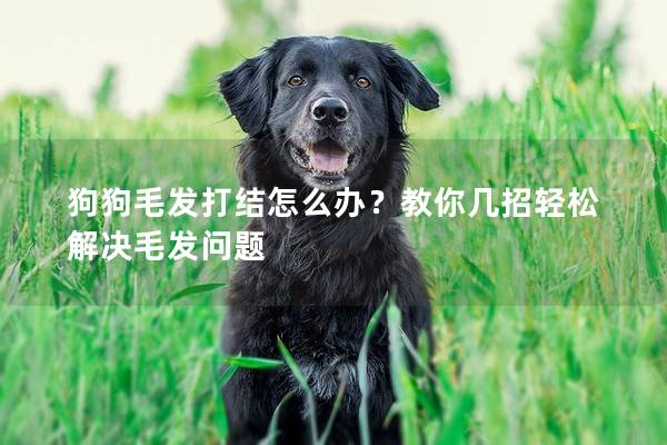 狗狗毛发打结怎么办？教你几招轻松解决毛发问题