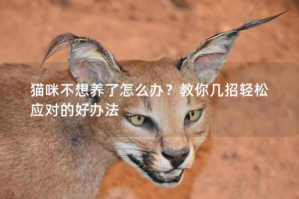 猫咪不想养了怎么办？教你几招轻松应对的好办法