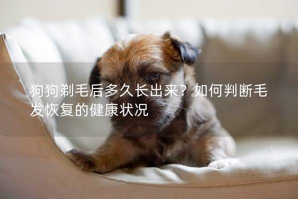 狗狗剃毛后多久长出来？如何判断毛发恢复的健康状况