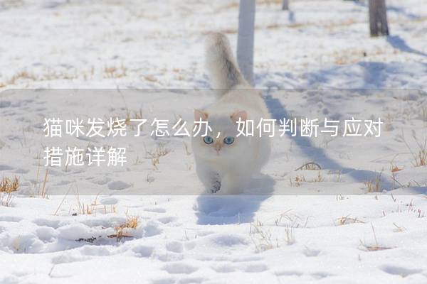 猫咪发烧了怎么办，如何判断与应对措施详解