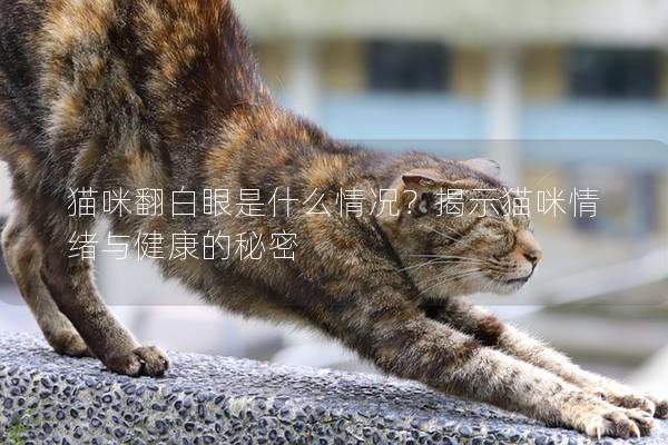 猫咪翻白眼是什么情况？揭示猫咪情绪与健康的秘密