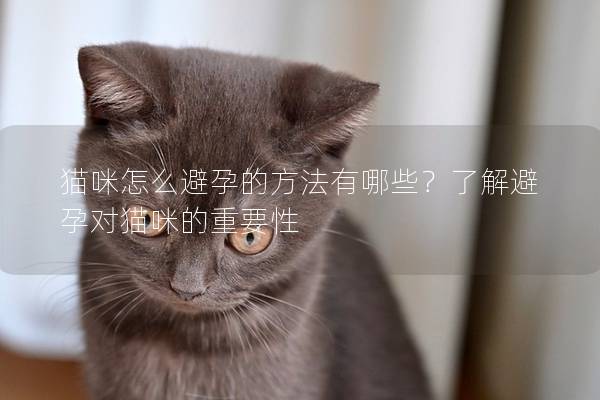 猫咪怎么避孕的方法有哪些？了解避孕对猫咪的重要性