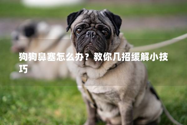 狗狗鼻塞怎么办？教你几招缓解小技巧