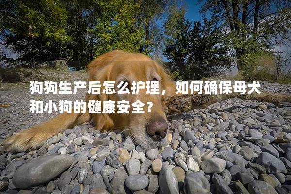 狗狗生产后怎么护理，如何确保母犬和小狗的健康安全？