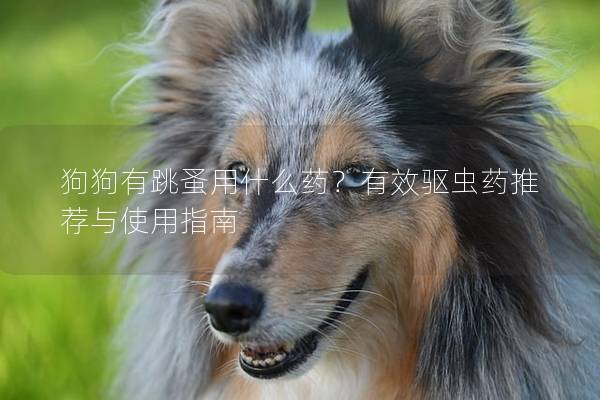 狗狗有跳蚤用什么药？有效驱虫药推荐与使用指南