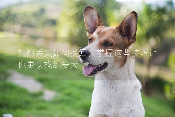 狗狗丢失如何找回，掌握这些技巧让你更快找到爱犬