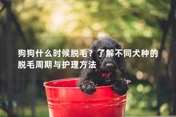 狗狗什么时候脱毛？了解不同犬种的脱毛周期与护理方法