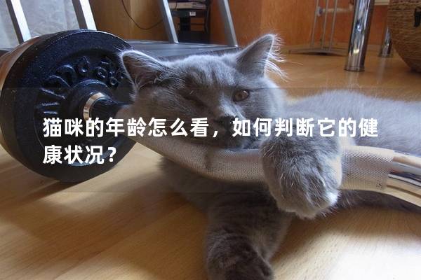 猫咪的年龄怎么看，如何判断它的健康状况？