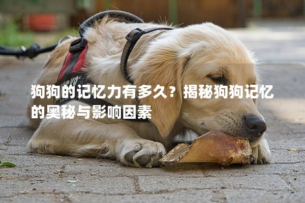 狗狗的记忆力有多久？揭秘狗狗记忆的奥秘与影响因素