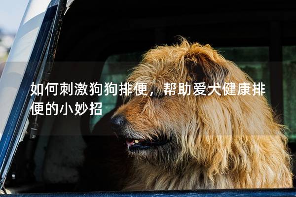 如何刺激狗狗排便，帮助爱犬健康排便的小妙招