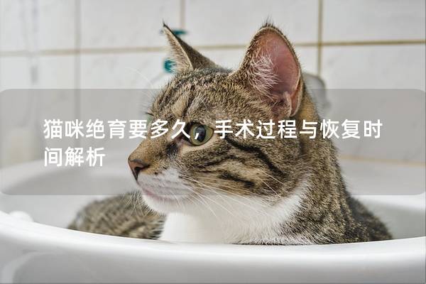 猫咪绝育要多久，手术过程与恢复时间解析