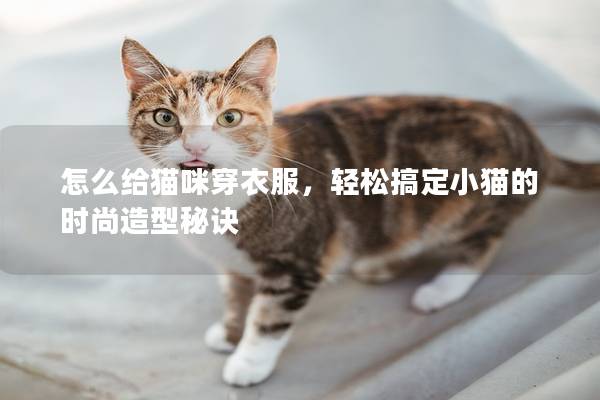 怎么给猫咪穿衣服，轻松搞定小猫的时尚造型秘诀