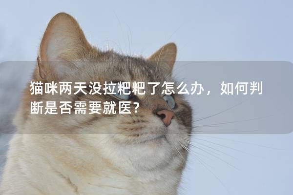 猫咪两天没拉粑粑了怎么办，如何判断是否需要就医？