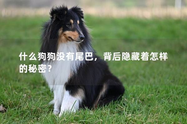 什么狗狗没有尾巴，背后隐藏着怎样的秘密？