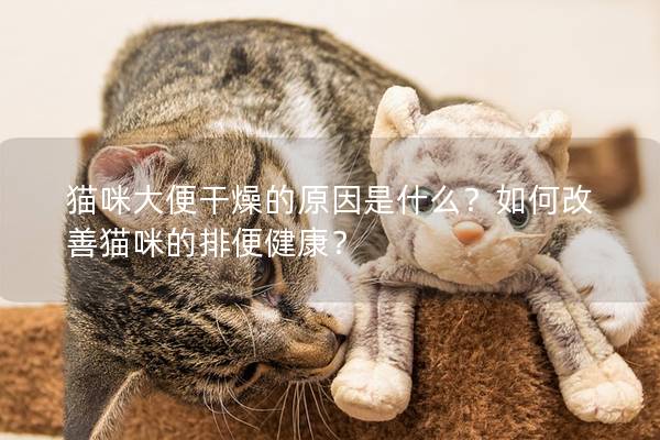 猫咪大便干燥的原因是什么？如何改善猫咪的排便健康？