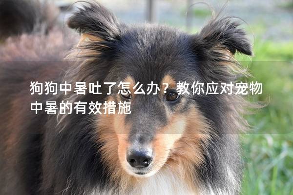 狗狗中暑吐了怎么办？教你应对宠物中暑的有效措施