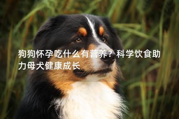 狗狗怀孕吃什么有营养？科学饮食助力母犬健康成长