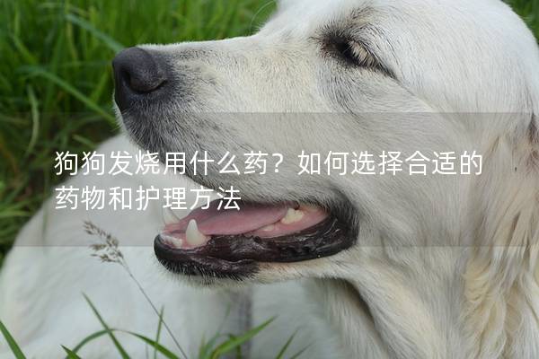 狗狗发烧用什么药？如何选择合适的药物和护理方法