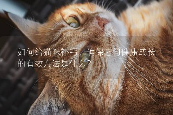 如何给猫咪补钙，确保它们健康成长的有效方法是什么？