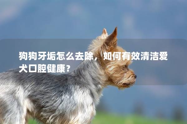 狗狗牙垢怎么去除，如何有效清洁爱犬口腔健康？