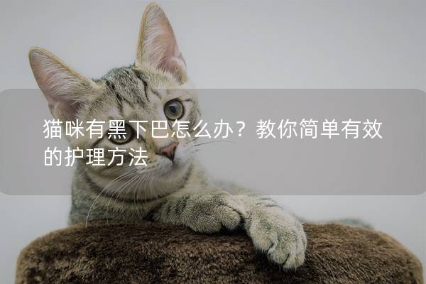 猫咪有黑下巴怎么办？教你简单有效的护理方法