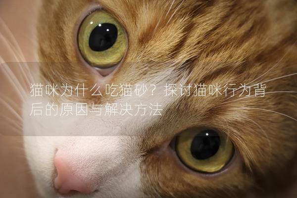 猫咪为什么吃猫砂？探讨猫咪行为背后的原因与解决方法