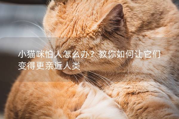 小猫咪怕人怎么办？教你如何让它们变得更亲近人类