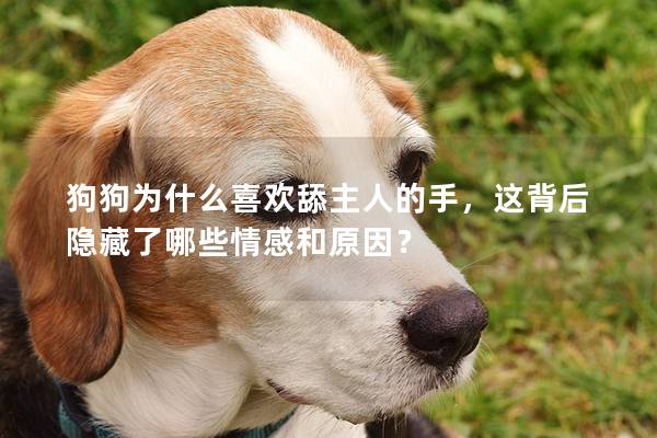 狗狗为什么喜欢舔主人的手，这背后隐藏了哪些情感和原因？