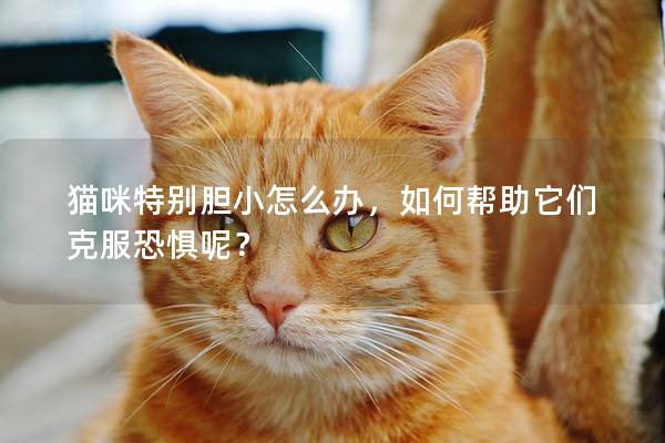 猫咪特别胆小怎么办，如何帮助它们克服恐惧呢？