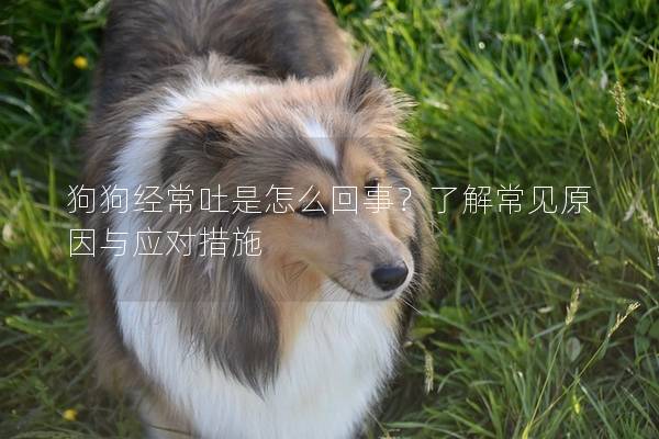 狗狗经常吐是怎么回事？了解常见原因与应对措施