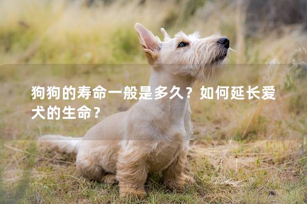 狗狗的寿命一般是多久？如何延长爱犬的生命？