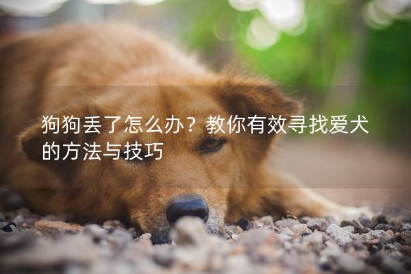 狗狗丢了怎么办？教你有效寻找爱犬的方法与技巧