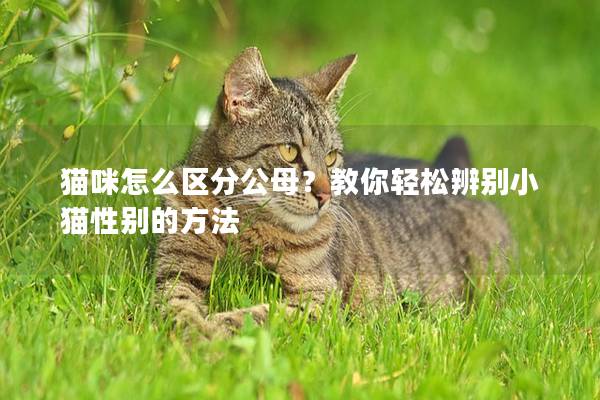 猫咪怎么区分公母？教你轻松辨别小猫性别的方法