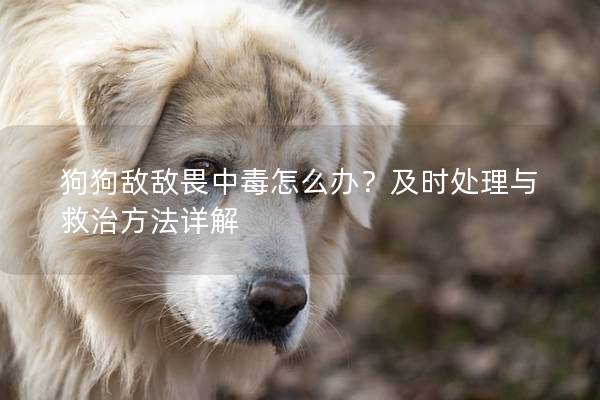 狗狗敌敌畏中毒怎么办？及时处理与救治方法详解