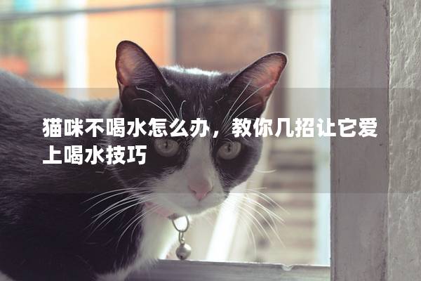 猫咪不喝水怎么办，教你几招让它爱上喝水技巧