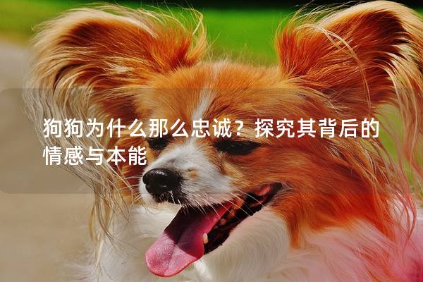 狗狗为什么那么忠诚？探究其背后的情感与本能