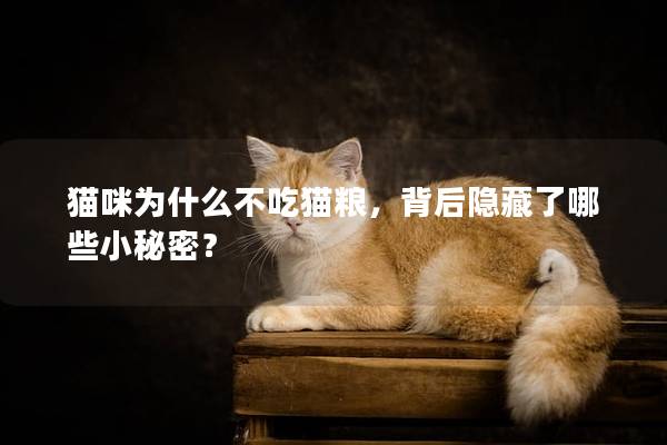 猫咪为什么不吃猫粮，背后隐藏了哪些小秘密？