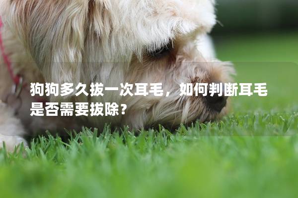 狗狗多久拔一次耳毛，如何判断耳毛是否需要拔除？